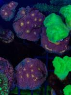 Pink boobies chalice (stekken), Dieren en Toebehoren, Vissen | Aquariumvissen, Overige typen, Zoutwatervis