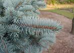2 Blauwspar Picea pungens glauca 80 cm voor €50, Tuin en Terras, Ophalen of Verzenden, Conifeer, Struik, Minder dan 100 cm