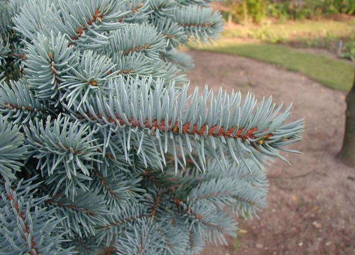 2 Blauwspar Picea pungens glauca 80 cm voor €50, Tuin en Terras, Planten | Struiken en Hagen, Struik, Conifeer, Minder dan 100 cm