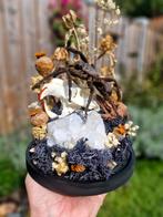 Opgezette spin, schedel, mineralen,  stolp, Ophalen, Zo goed als nieuw, Opgezet dier