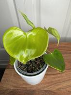 Philodendron grazielae, Huis en Inrichting, Kamerplanten, Ophalen, Overige soorten, Halfschaduw, Minder dan 100 cm