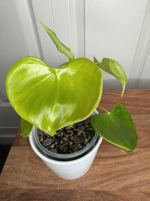 Philodendron grazielae, Huis en Inrichting, Kamerplanten, Overige soorten, Minder dan 100 cm, Halfschaduw, Ophalen