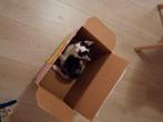 Kitten + alle spullen, Dieren en Toebehoren, Poes, 0 tot 2 jaar