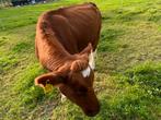 Mooi brandrode koe met stierkalf, Dieren en Toebehoren, Runderen, Meerdere dieren, 0 tot 2 jaar