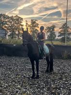 Te koop mooie, Friese x Appaloosa hengst, Dieren en Toebehoren, Hengst, 7 tot 10 jaar