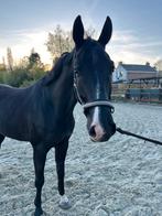 Leuke negro x sandro hit ruin te koop, Dieren en Toebehoren, Paarden, B, Gechipt, Ruin, Dressuurpaard