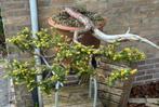 Pre bonsai taxus bugatta 7 jaar verfijning op pot., Tuin en Terras, Planten | Bomen, Ophalen of Verzenden, Volle zon, Overige soorten