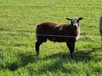 3 rammen poll dessert x bont, Dieren en Toebehoren, Mannelijk, Schaap