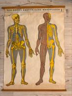 Schoolplaat anatomie: geraamte, Antiek en Kunst, Antiek | Schoolplaten, Ophalen, Natuur en Biologie