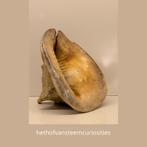 Grote Lambis truncata spinnenschelp - 24cm, Ophalen of Verzenden, Gebruikt
