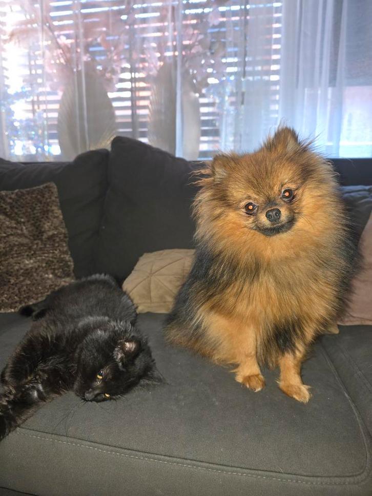 Pomeriaan, Dieren en Toebehoren, Honden | Poolhonden, Keeshonden en Oertypen, Reu, Keeshond, Particulier, Eén hond, Nederland