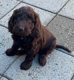 Chocolade bruine Cockapoo’s (reutje), Dieren en Toebehoren, Rabiës (hondsdolheid), 8 tot 15 weken, Eén hond, Nederland