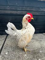 Ayam serama, Dieren en Toebehoren, Mannelijk, Kip
