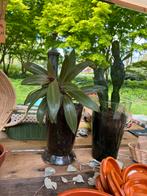 Planten van Marokko met glazen potten, Cactus, Minder dan 100 cm, Volle zon, Ophalen