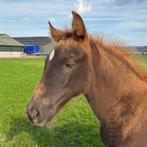 Tennessee Walker veulen (gangenpaard), Dieren en Toebehoren, Paarden, Merrie, Minder dan 160 cm, Gechipt, Niet van toepassing