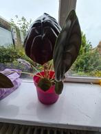 Alocasia Red Secret, Ophalen, Overige soorten, Minder dan 100 cm