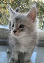 Maine Coon kittens met stamboom, Meerdere dieren, 0 tot 2 jaar, Gechipt