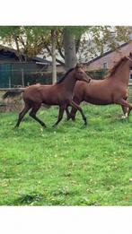Ilegro x Dream Boy (elite sport) hengstveulen, Dieren en Toebehoren, Paarden, Minder dan 160 cm, Niet van toepassing, Dressuurpaard