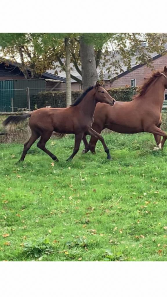 Ilegro x Dream Boy (elite sport) hengstveulen, Dieren en Toebehoren, Paarden, Hengst, Niet van toepassing, Minder dan 160 cm, 0 tot 2 jaar