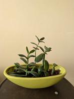 Jade plant, Huis en Inrichting, Kamerplanten, Ophalen, Overige soorten, Minder dan 100 cm
