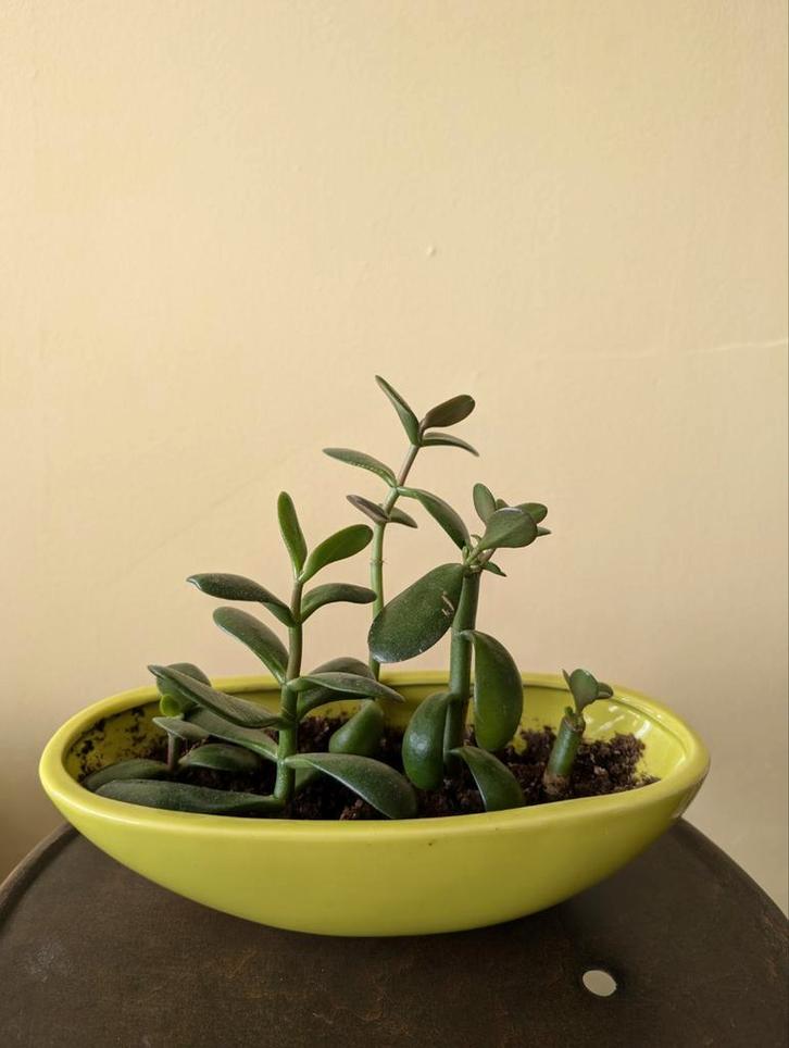 Jade plant, Huis en Inrichting, Kamerplanten, Overige soorten, Minder dan 100 cm, Ophalen