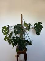 Monstera, Huis en Inrichting, Kamerplanten, Ophalen, Overige soorten, Minder dan 100 cm