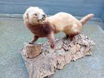 Opgezette bunzing of marter taxidermie, Ophalen, Zo goed als nieuw, Vogel, Opgezet dier