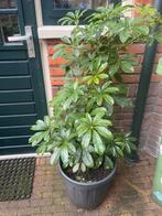 Schefflera plant in pot, Tuin en Terras, Overige soorten, Vaste plant, Ophalen of Verzenden, Bloeit niet