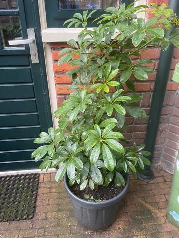 Schefflera plant in pot beschikbaar voor biedingen