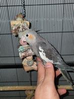 Tamme valkparkiet, Dieren en Toebehoren, Vogels | Parkieten en Papegaaien, Geslacht onbekend, Parkiet