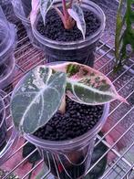 Alocasia black velvet pink, Huis en Inrichting, Kamerplanten, Verzenden, Overige soorten, Minder dan 100 cm