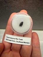 Baby Tyrannosaurus Rex tand (T-Rex) heel zeldzaam, Ophalen of Verzenden, Fossiel