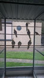 Te koop valkparkieten van 2025, Dieren en Toebehoren, Meerdere dieren, Parkiet, Geringd