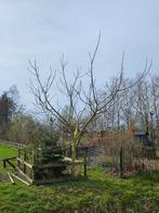 Walnotenboom, Tuin en Terras, Planten | Bomen, Overige soorten, 400 cm of meer, Ophalen