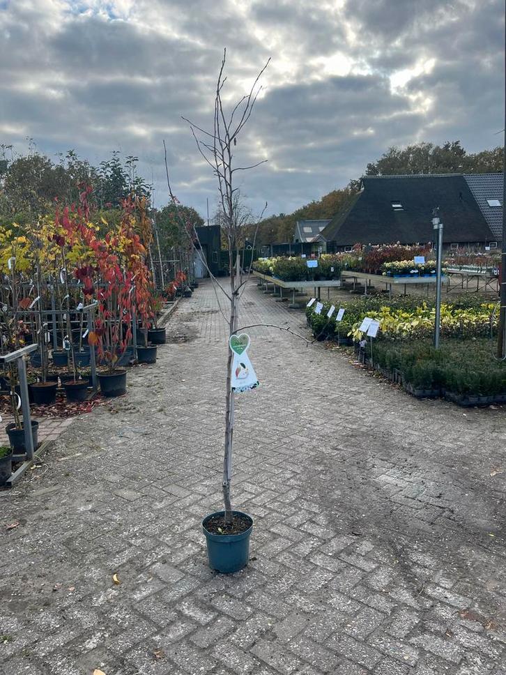 Halfstam Pyrus communis 'Clapp's Favourite' in pot, Tuin en Terras, Planten | Bomen, Overige soorten, 100 tot 250 cm, Volle zon