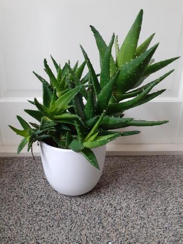 Gratis* middelgrote vetplant exclusief pot beschikbaar voor biedingen