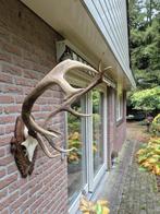 Prachtig Zwaar Edelhert Gewei Jacht Mancave Jacht Hut d84, Ophalen, Zo goed als nieuw, Hert, Gewei of Kop