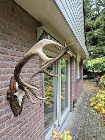 Prachtig Zwaar Edelhert Gewei Jacht Mancave Jacht Hut d84 beschikbaar voor biedingen