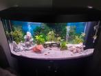 Juwel vision 260 kompleet, Dieren en Toebehoren, Ophalen of Verzenden, Zo goed als nieuw, Leeg aquarium