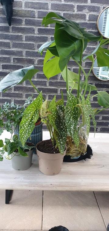 4 kamerplanten voor 10 euro gezond beschikbaar voor biedingen
