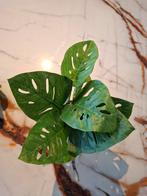 Kunstplant Monstera, Onbekend, Ophalen of Verzenden, Zo goed als nieuw, Onbekend