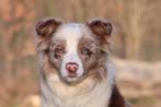 Prachtige Red merle border collie reu 1 jaar, Dieren en Toebehoren, Honden | Herdershonden en Veedrijvers, Particulier, Rabiës (hondsdolheid)