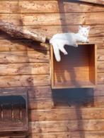 Lieve kat Fluffy, Dieren en Toebehoren, Katten en Kittens | Overige Katten, Kater