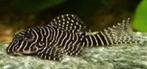 L-Nummers: L260 Hypancistrus sp., Dieren en Toebehoren, Vis, Zoetwatervis