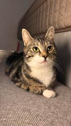 ( moederpoes + kitten ) zoeken samen een huisje, Dieren en Toebehoren, Katten en Kittens | Raskatten | Langhaar, Meerdere dieren