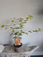 Acer Japanse Esdoorn Orange Dream bonsai starter, Tuin en Terras, Planten | Bomen, Bloeit niet, Halfschaduw, Minder dan 100 cm