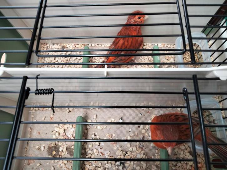 Te bekomen agaat rode kleurkanaries, Dieren en Toebehoren, Vogels | Kanaries, Kleurkanarie, Meerdere dieren