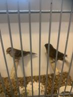 Barmsijs klein, Dieren en Toebehoren, Vogels | Overige Vogels, Meerdere dieren, Wildzangvogel, Geringd