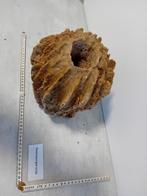 Zeespons uit de Filipijnen - Xestospongia muta, Ophalen of Verzenden