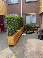 Plantenbakken op maat gemaakt met kant en klaar hedera, Ophalen of Verzenden, Nieuw, Rechthoekig, Hout